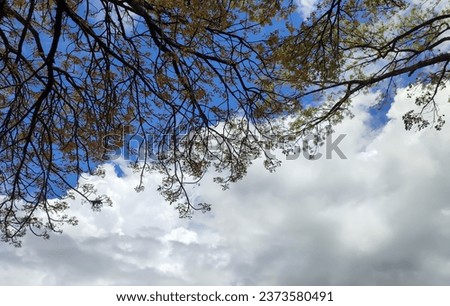 Aesthetic photo of tree branches from a lower angle with a view of a clear, cloudy sky