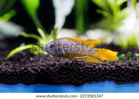 Cockatoo dwarf cichlid fish - Apistogramma cacatuoides Royalty-Free Stock Photo #2373581247