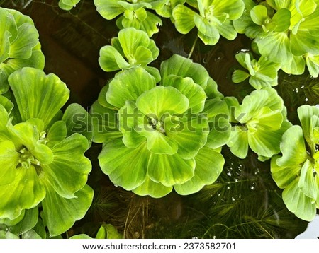The duckweed plant lives above water.  The alternating layers of green leaves are beautiful.  Helps increase oxygen in the water  Popularly raised in fish ponds.