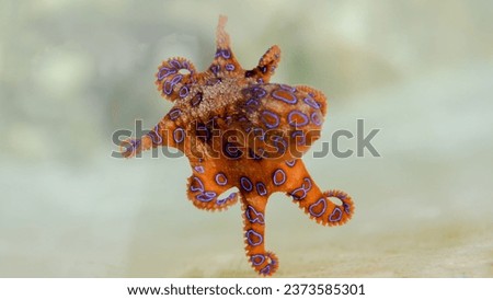 selective image of Greater blue-ringed octopus under deep water Royalty-Free Stock Photo #2373585301