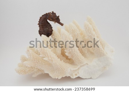 white coral and seahorse