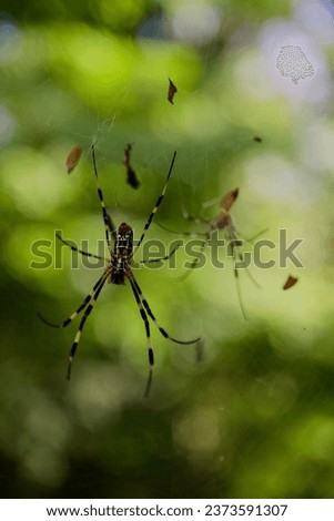 A macro picture of a family of spiders in japan