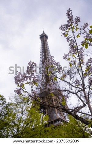 A vibrant pink flowering tree with the Eiffel Tower in the background showing the spring in Paris