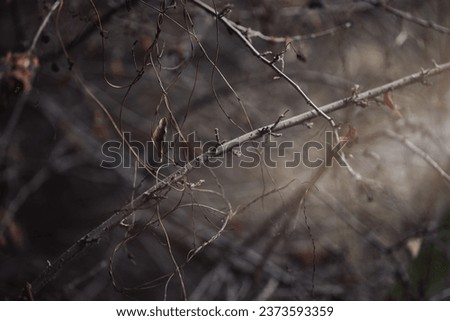 Autumn authentic background, a sunbeam breaks through a cluster of branches in the forest, selected focus. Beauty in nature, fall, October, minimalism, texture, fairy tail, magic, art, abstract
