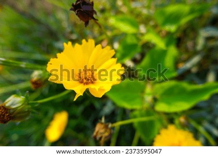 Creative layouts of yellow Coreopsis  flower and green leave, flat lay, nature concept.