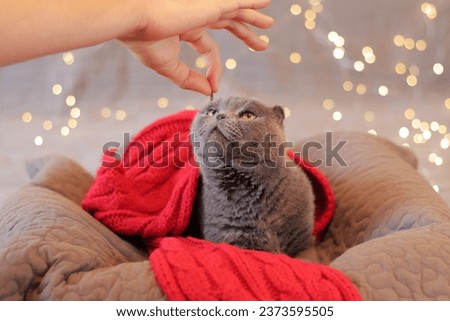 A man's hand offers a treat to a cat. British cat in bed against the background of garland lights. Beautiful gray shorthair cat in a red scarf. Pet and New Year or Christmas