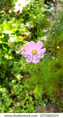 A picture of cosmos flower with blur background 