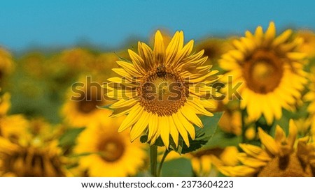 Sunflower is one of the most important oil crops in the world and in Turkey.