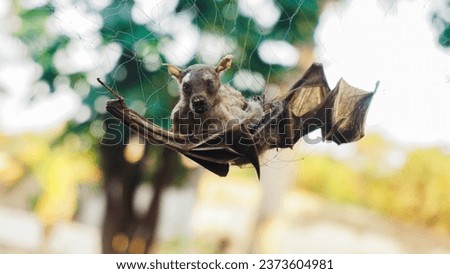 fruit bats trapped in safety nets between trees                               