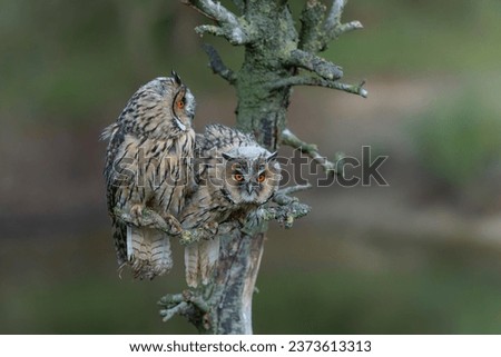 Beautiful long-eared owl (Asio otus) adult en juvenile sitting on a branch in Gelderland in the Netherlands 