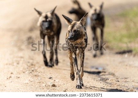African Wild Dog searching for food, in the Kruger National Park near Ranosterkoppies in South Africa Royalty-Free Stock Photo #2373615371