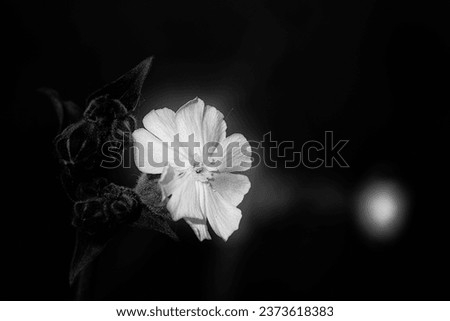 White flower from an hairy plant. Converted black and white. European meadow at sunset.