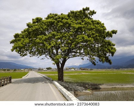 Pretty and strong tree in Taitung  Royalty-Free Stock Photo #2373640083
