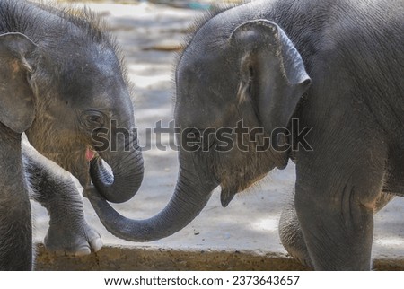 asian baby elephant not African elephant stand run and fun under mother leg to play. Elephant wildlife animal lovely cute and clever. tourist traveling and visit pachyderm family village park. Royalty-Free Stock Photo #2373643657
