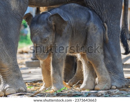 asian baby elephant not African elephant stand run and fun under mother leg to play. Elephant wildlife animal lovely cute and clever. tourist traveling and visit pachyderm family village park. Royalty-Free Stock Photo #2373643663