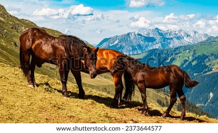 Equus caballus, horse, at Mount Hochjoch, Schruns, Bludenz, Montafon, Sylvretta, Austria Royalty-Free Stock Photo #2373644577