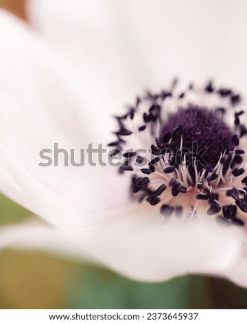 A closeup shot of purple anenome flower in a garden Royalty-Free Stock Photo #2373645937