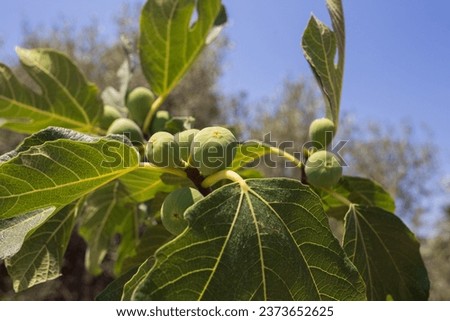 a figs on a tree Royalty-Free Stock Photo #2373652625