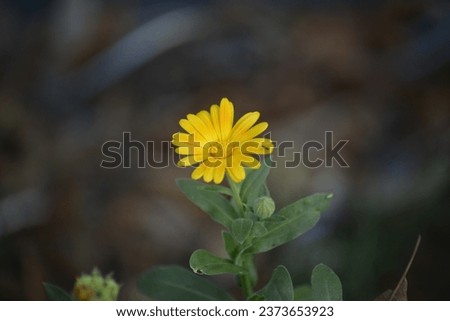 Close-up of a beautiful flower in his natural enviroment. Nature photography of flowering plant in natura.