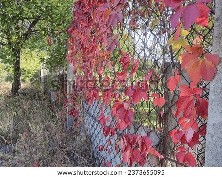 iron fence and wild grapes. red autumn leaves on the fence. bright red autumn grape leaves and metal fence. The sun's rays make their way through the red leaves. Wild grapes on the fence.