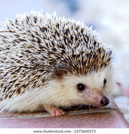A hedgehog is a spiny mammal of the subfamily Erinaceinae