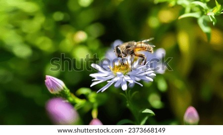 Bee on a flower. A bee collects nectar on an aster flower. Close-up of a bee. Soft focus