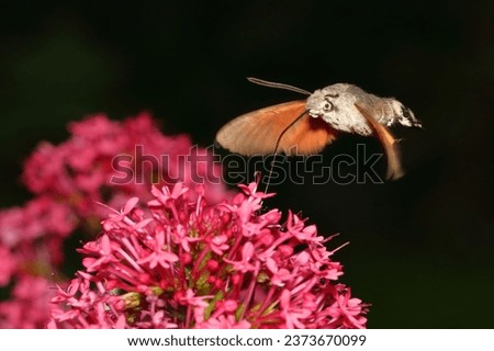 macro photo hummingbird hawk-moth at the flower pollinating 