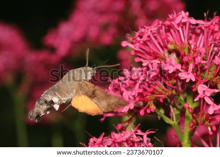 macro photo hummingbird hawk-moth at the flower pollinating 