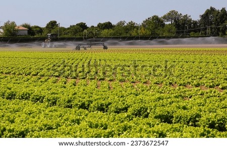 field cultivated with green lettuce with organic techniques without harmful chemicals and fertile sandy soil Royalty-Free Stock Photo #2373672547