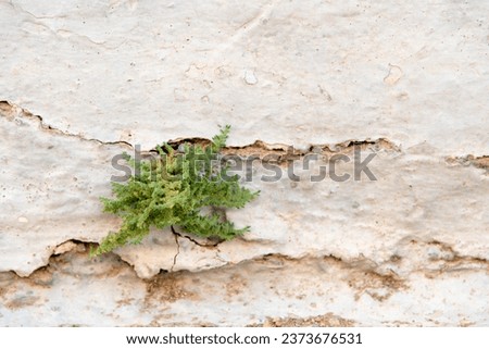 Life never gives up. Growing in the adversity. Weed. Plant growing out from an old whitewashed wall. Life and nature is finding its way through obstacles. Never give up, hope and perseverance concept.