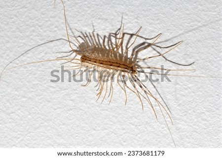 Macro photography of centipede isolated on white wall