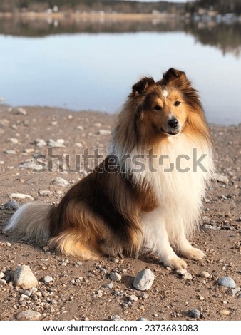 A picture of a shetland sheepdog taken in beautiful and windy weather. Picture in the Finnish city called Turku. A trained dog to be photographed with the landscape.