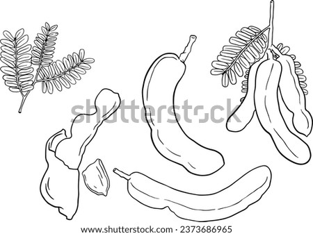 set of tamarinds in Black and white, Hand Drawn, illustration, line vector set   Royalty-Free Stock Photo #2373686965