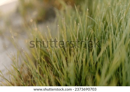 Green grass with dew drops close-up. Summer photo with green grass covered with raindrops