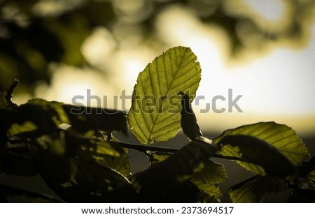 natural green low saturation leaves closeup autumn Royalty-Free Stock Photo #2373694517