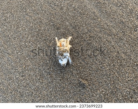 Small Emerita on the brown beach sand