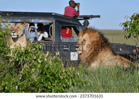 Tourists in safari vehicle taking photos of lions