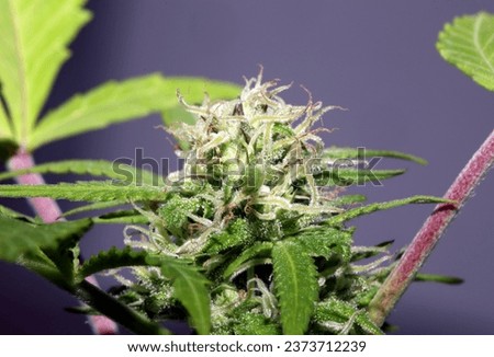 Cannabis flowering blue sunset outdoor garden close up medical grass macro background high quality botanical instant stock photography fifty megapixels prints