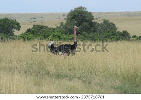 Wild Life Masai Mara Kenya