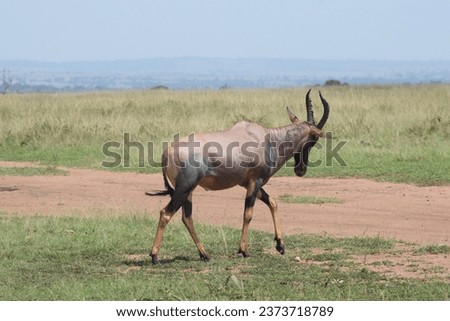 Wild Life Masai Mara Kenya