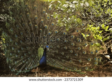 Peacock showing off to his possible future girlfriend