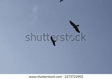 Common buzzards flying the blue sky, The black kite birds, common eagle, vulture.