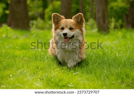 Adorable Red Welsh Corgi Pembroke Posing in a Autumnal park during beautiful sunny day. Cute Red Fluffy Corgi Portrait.