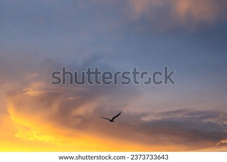 divided sky with a pelican flighing across Royalty-Free Stock Photo #2373733643