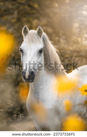 beautiful little cute white welsh mountain pony portrait with yellow flowers