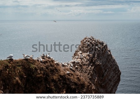 Northern gannets colony on Helgoland island.  Royalty-Free Stock Photo #2373735889