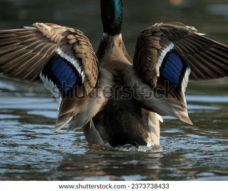 close up of a colourful male mallard spreading its wings at kearsney abbey , russell gardens
