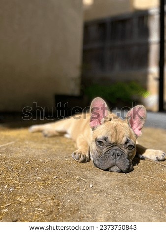 French Bulldog puppy enjoying the outdoors. 