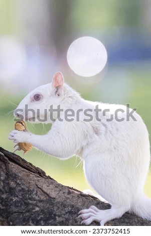 White Albino Squirrels, one of nature's rare creatures on the National Mall area in Washington D.C., on September 13, 2023.