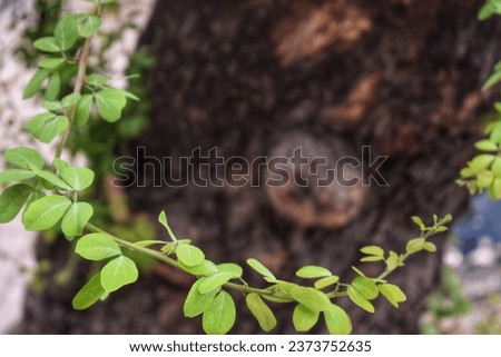 beautiful background of green leaves on an old tree bark